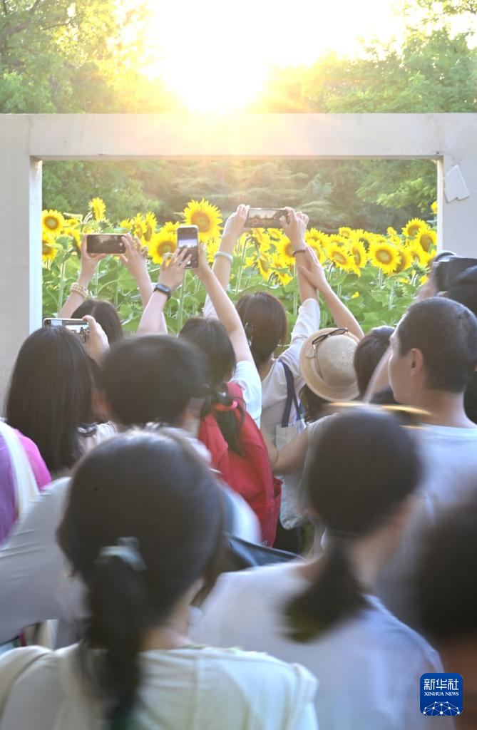 盛夏里的向日葵