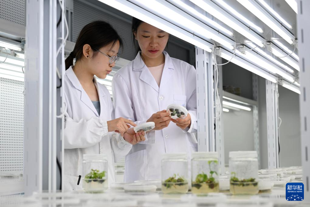安徽宿州：打造种业科技谷