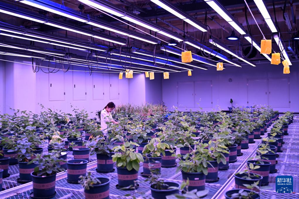 安徽宿州：打造种业科技谷
