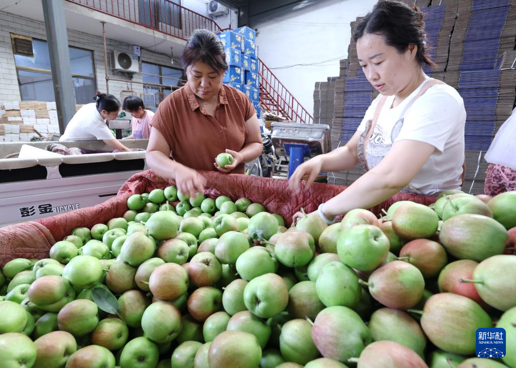 河北赵县：鲜梨成熟采收忙