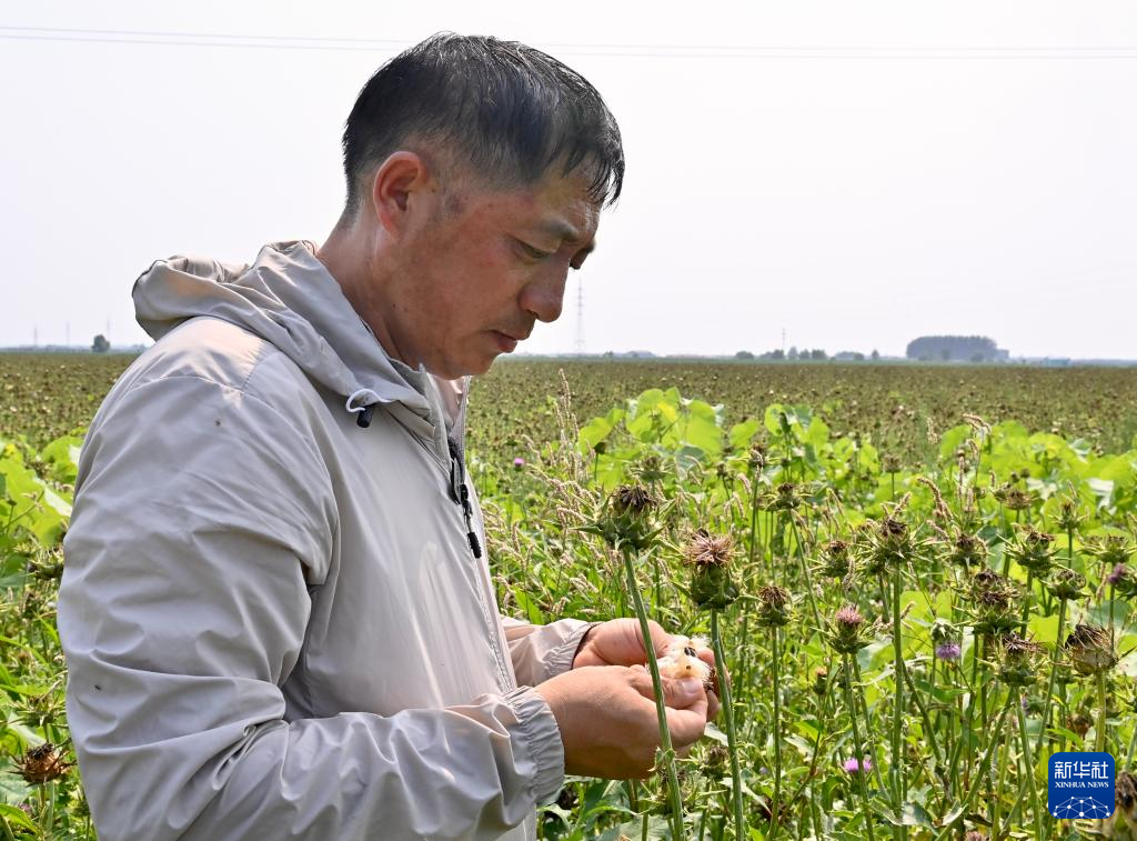 辽宁海城：“一地两种”助力农民增收