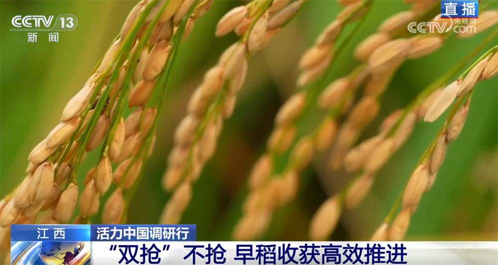良机良种良技绘就早稻好“丰”景 “新农人”正逐渐成为“兴农人”