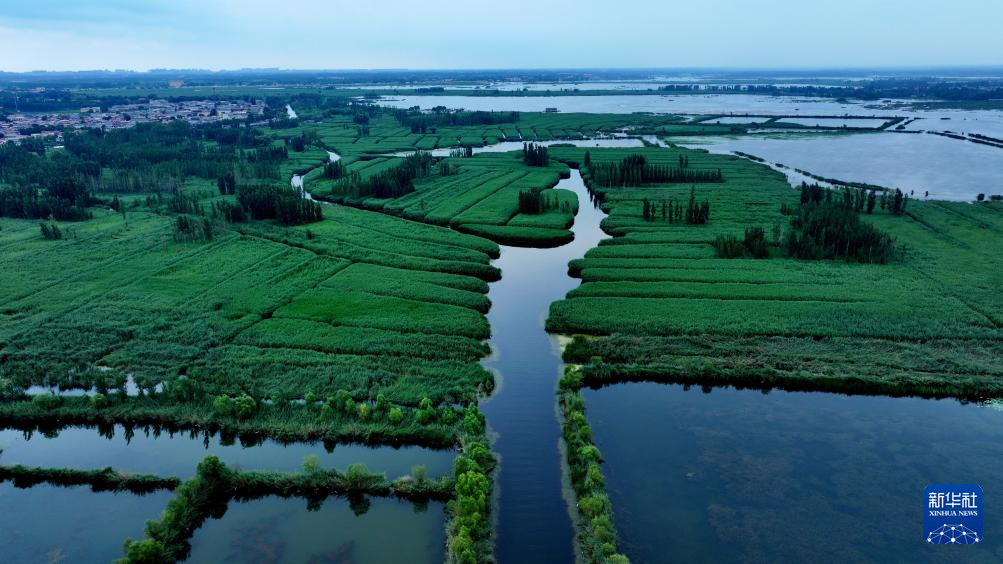 雄安新区：夏日风景正当时