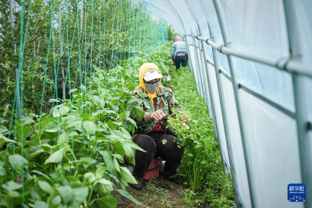 河北丰宁：蔬菜产业助力乡村振兴