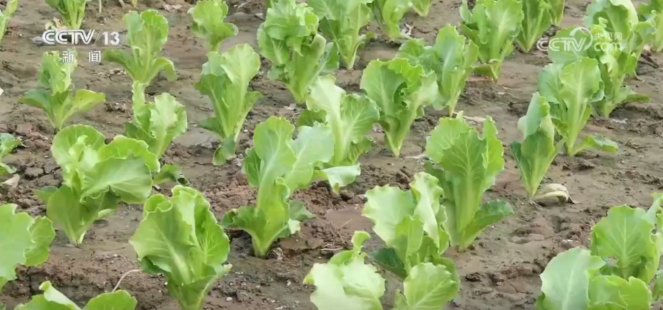 科技赋能抗旱保丰收 多地积极应对高温天气农业生产