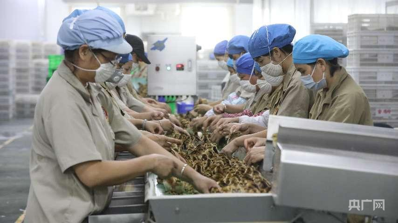 高质量发展看中国｜小特产变身大产业 集群化发展绘就特色农业新图景