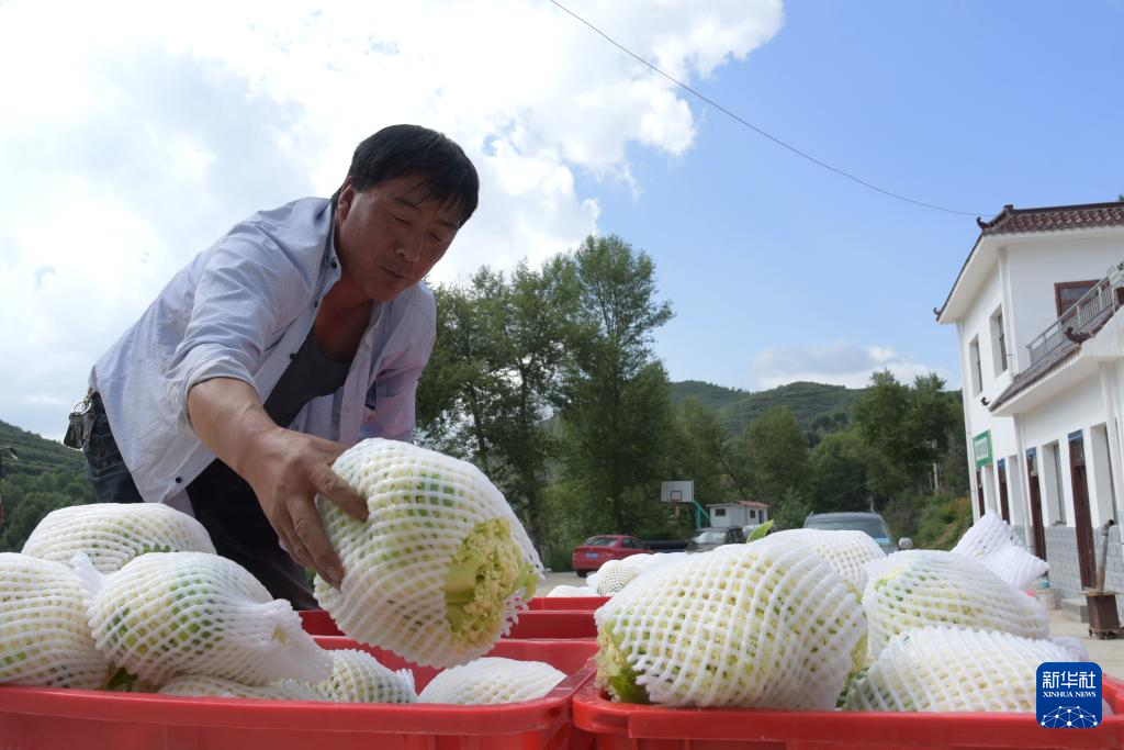 甘肃榆中：抢收高原夏菜 恢复生产生活