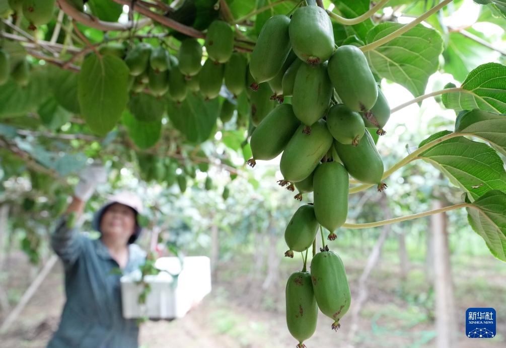 河北卢龙：特色农业助力乡村振兴