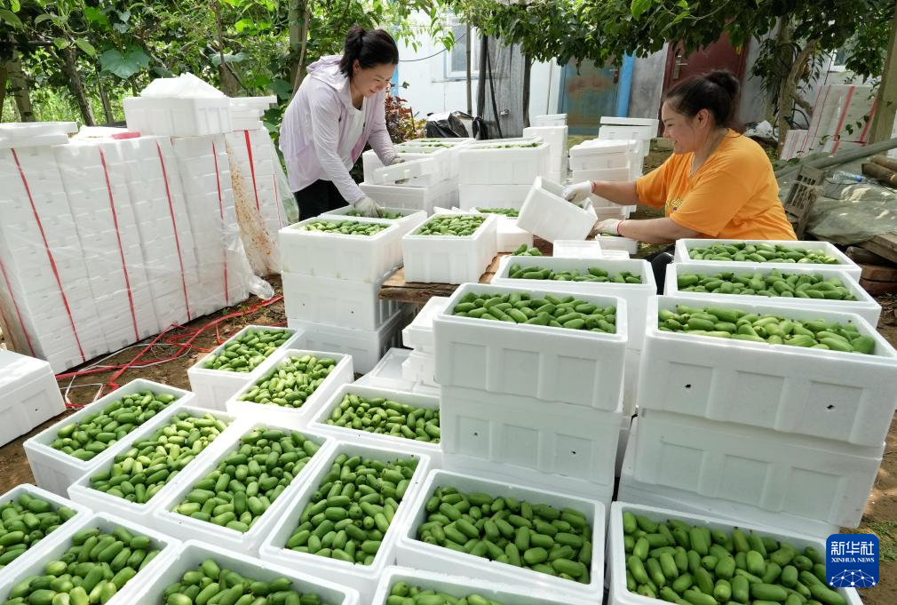 河北卢龙：特色农业助力乡村振兴