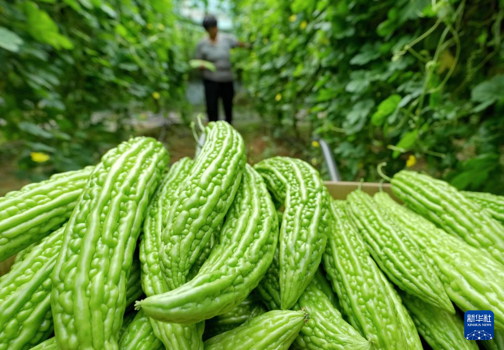 河北卢龙：特色农业助力乡村振兴