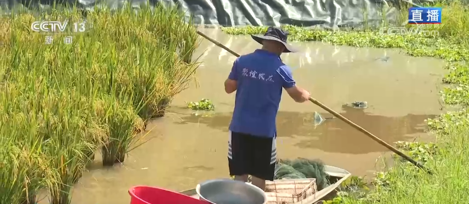 新模式打造新“稻”路 “水稻+”绘就希望的田野好“丰”景