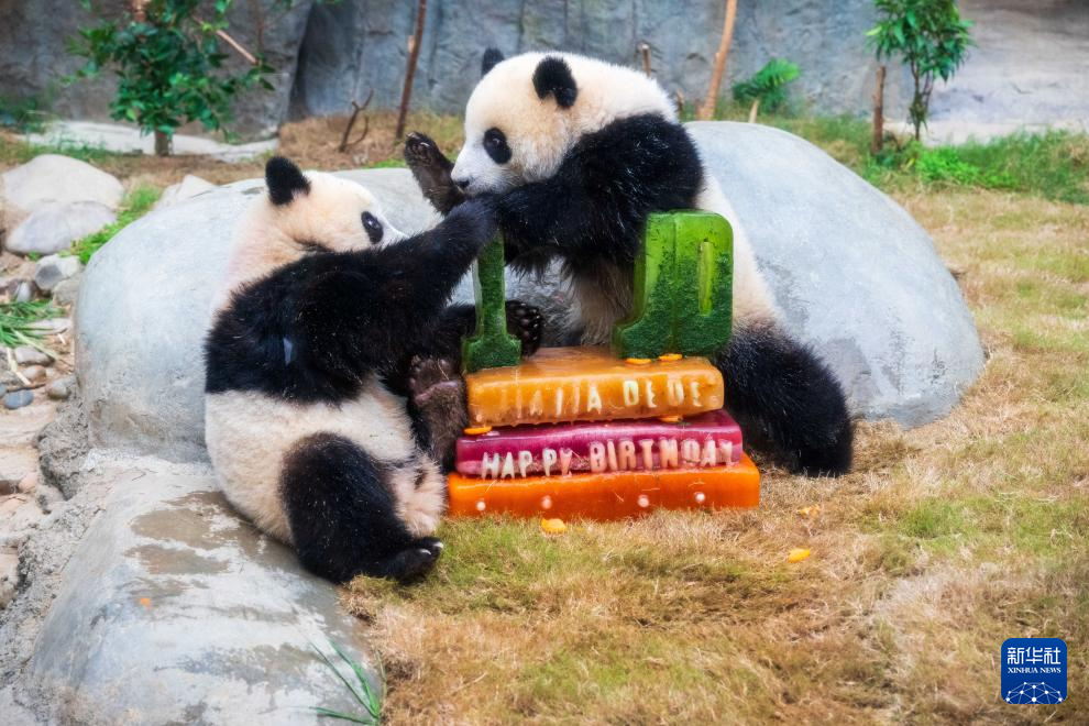 首对“港产”龙凤胎大熊猫迎来周岁生日