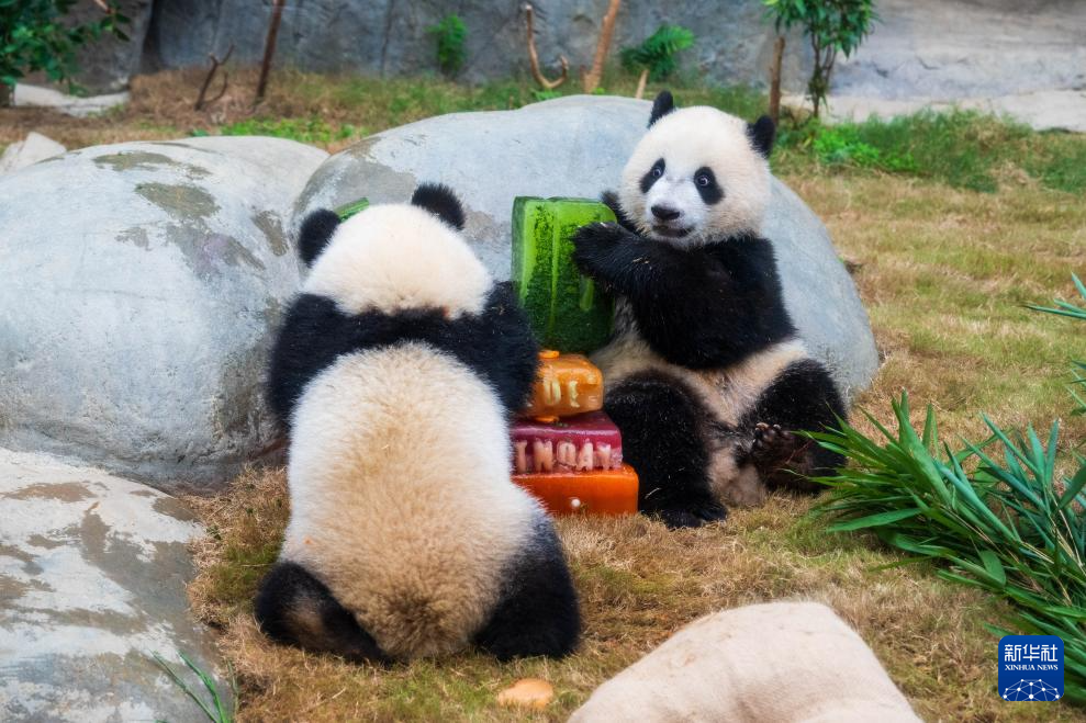 首对“港产”龙凤胎大熊猫迎来周岁生日