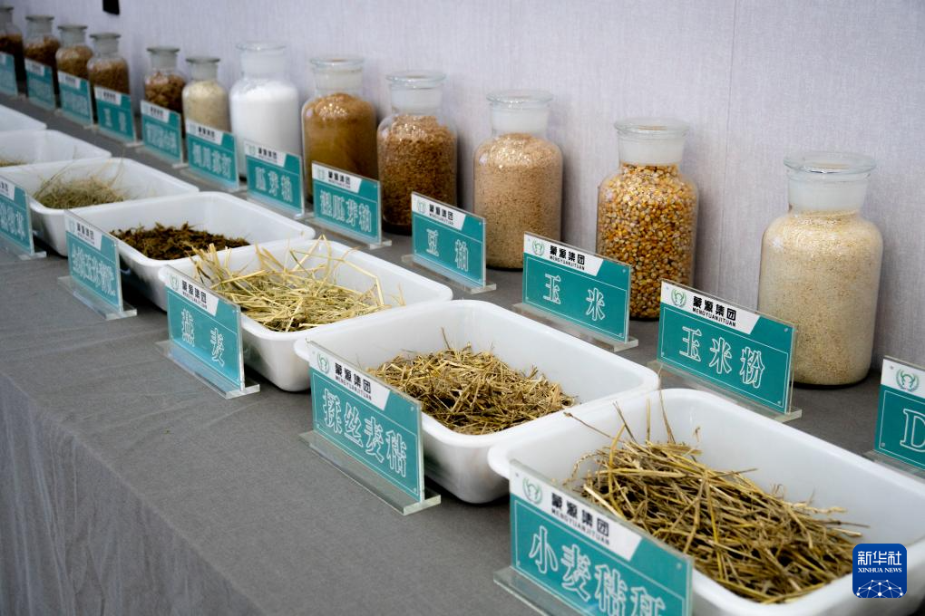 活力中国调研行丨内蒙古：让牛羊吃“大锅饭” 改善草原过牧