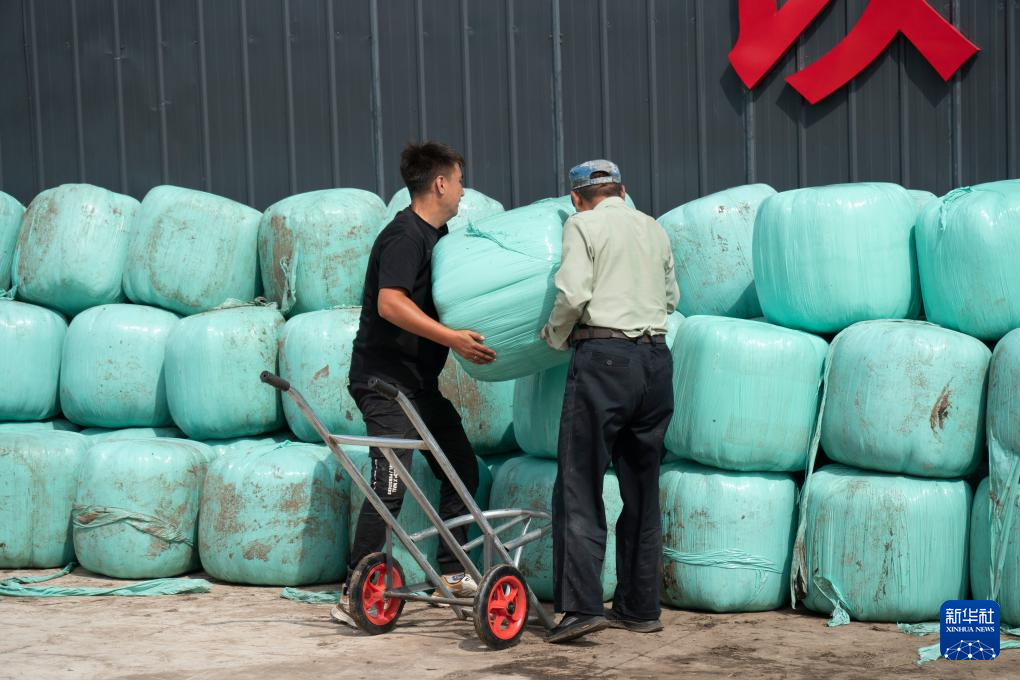 活力中国调研行丨内蒙古：让牛羊吃“大锅饭” 改善草原过牧