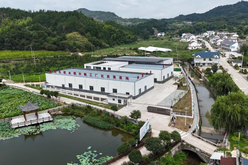 红星照耀中国·千里跃进大别山丨桑蚕进工厂，振兴新“丝”路