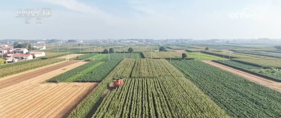 “粮饲双收”“一塘多收”……新技术“大显身手”绘就秋日别样好“丰”景