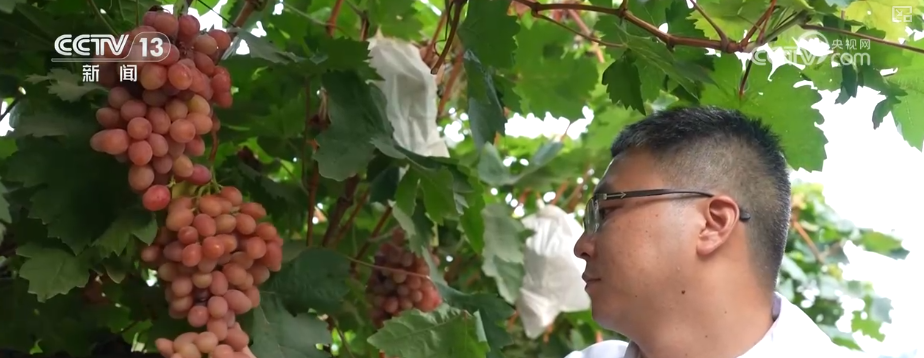 “甜蜜产业”出海“闯世界”圈粉无数 透过大数据解锁消费新趋势