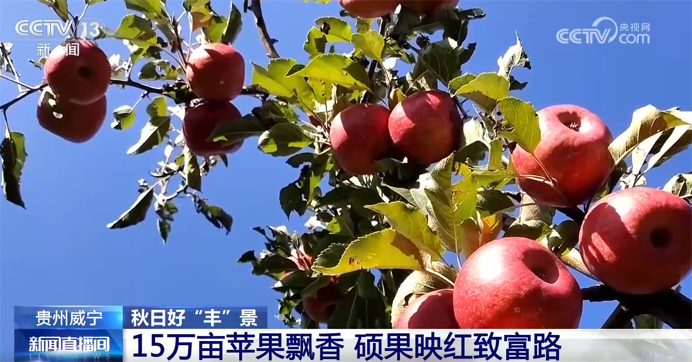 瓜果飘香、田野金黄、收获正忙 秋日大地“调色盘”绘就富农好“丰”光