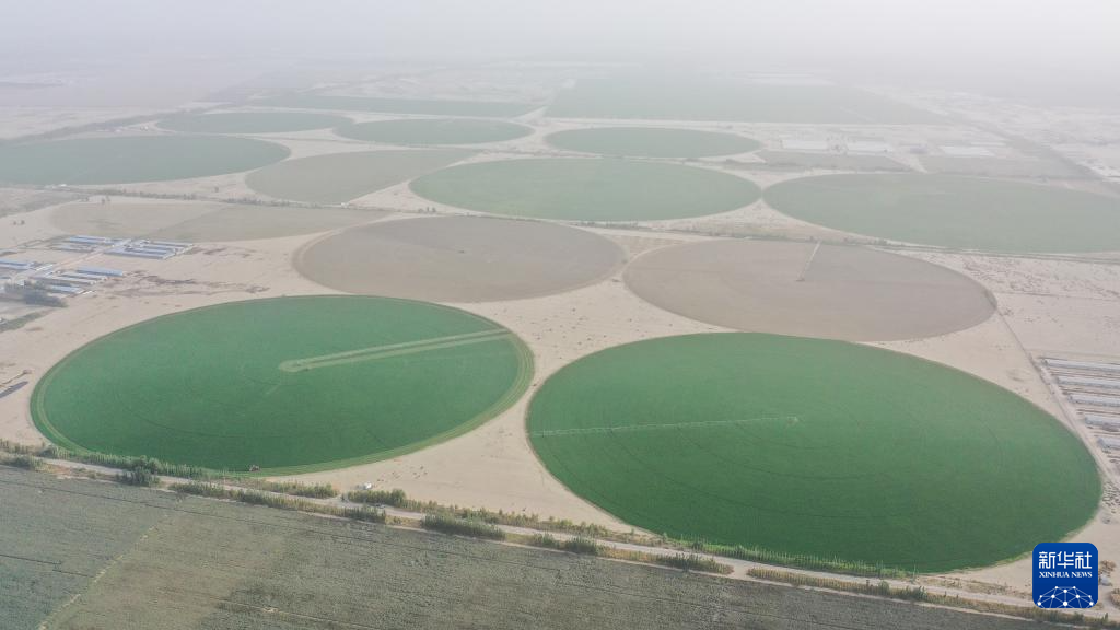 新疆和田：沙漠牧草 治沙护绿添新景