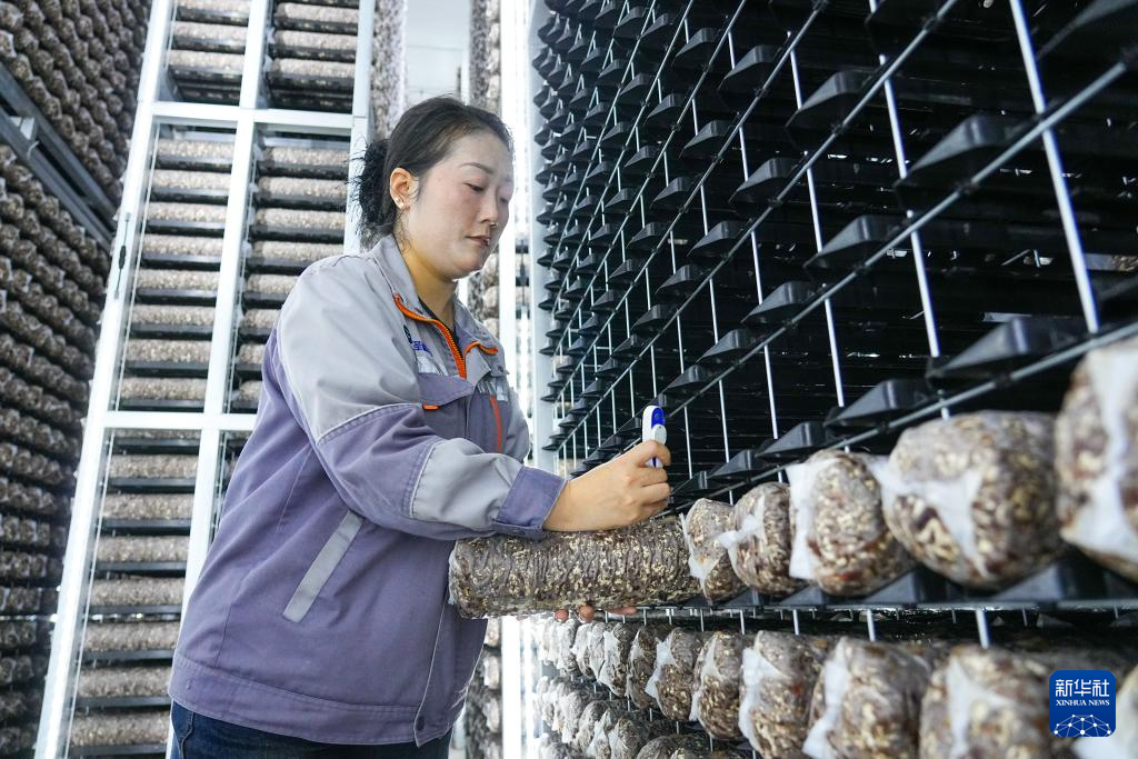 山东莱西：特色产业铺就乡村共富路
