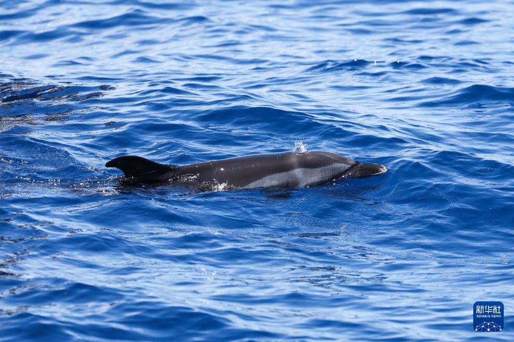 海南万宁获救海豚“万万”成功回归大海
