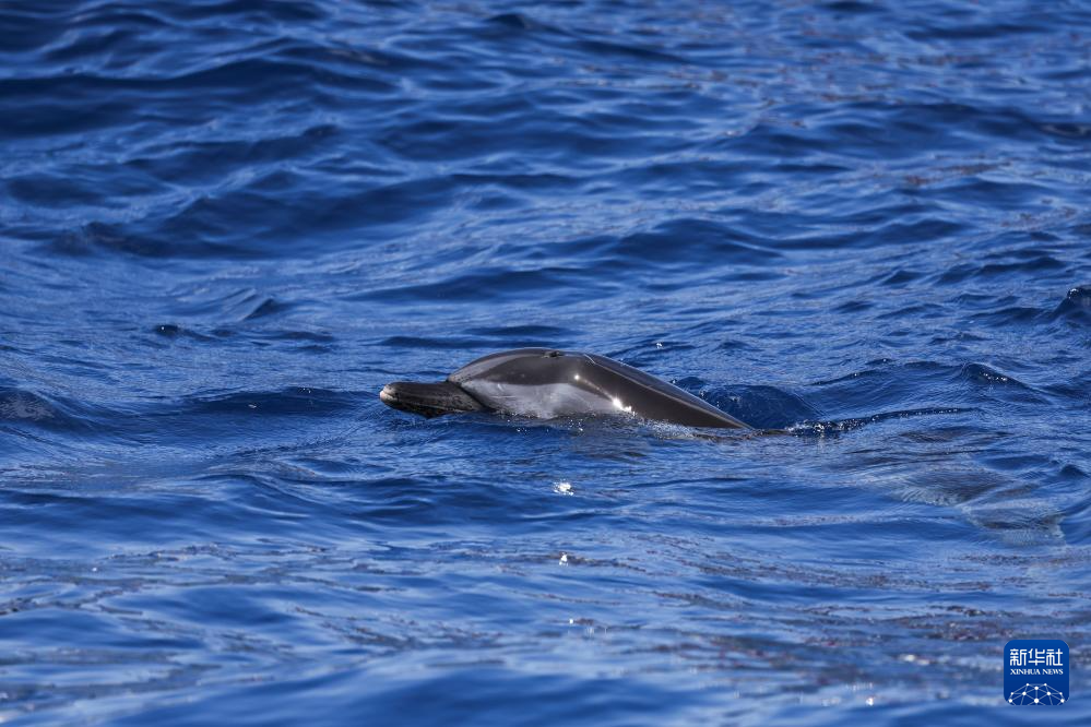 海南万宁获救海豚“万万”成功回归大海