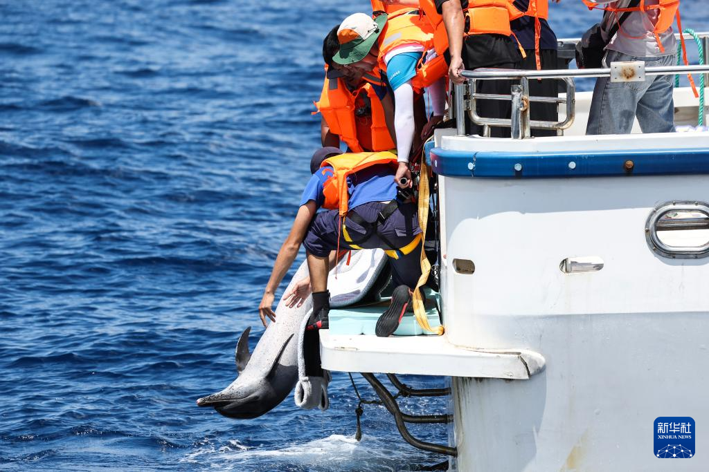 海南万宁获救海豚“万万”成功回归大海