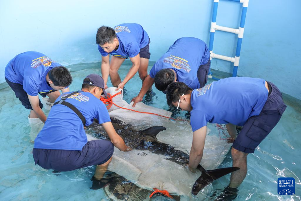 海南万宁获救海豚“万万”成功回归大海