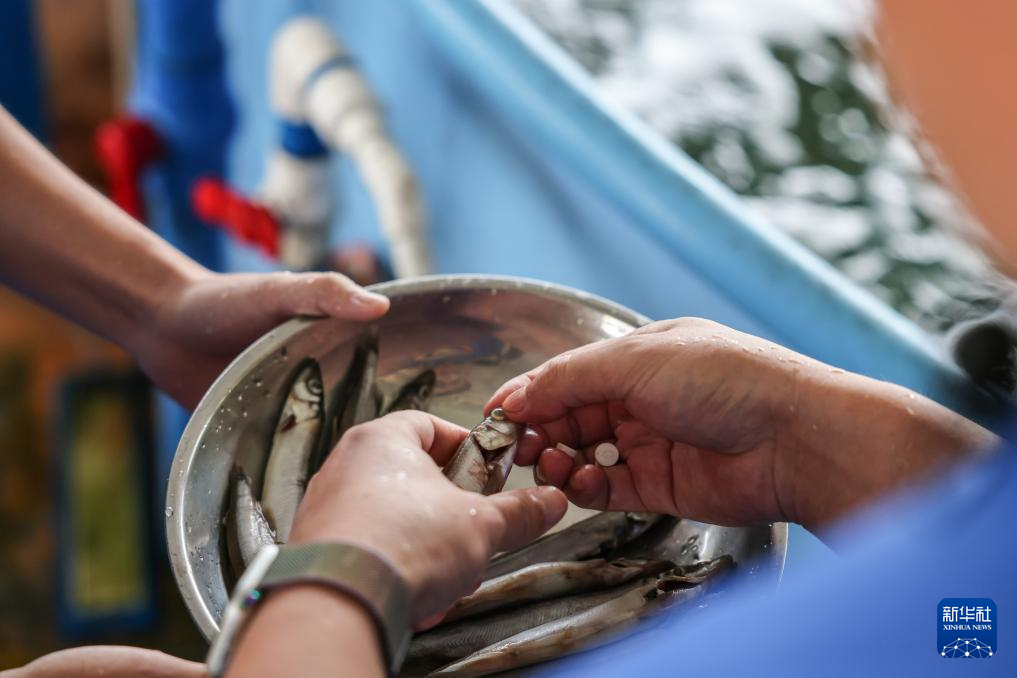 海南万宁获救海豚“万万”成功回归大海