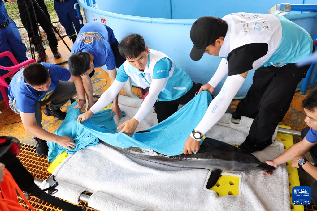 海南万宁获救海豚“万万”成功回归大海