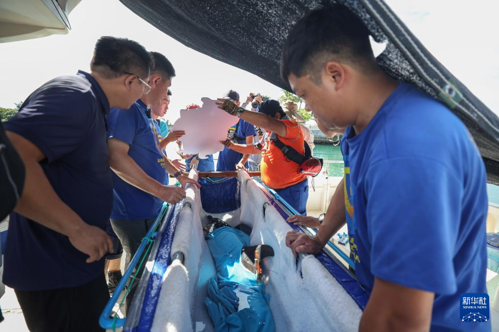 海南万宁获救海豚“万万”成功回归大海