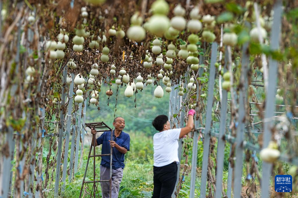 山东肥城：“一村一品”助力乡村振兴