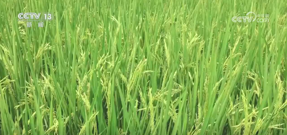 “良种良技+智慧农机”为秋收保驾护航 科技为丰产丰收“添码加力”