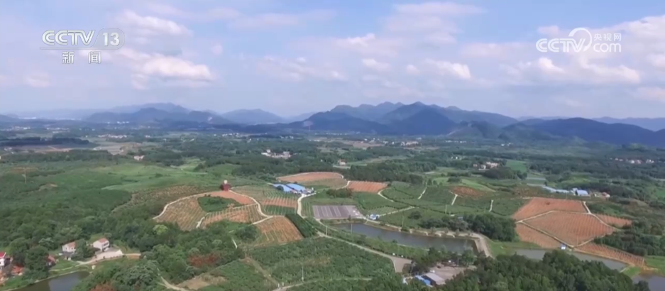 时令蔬果丰富居民“菜篮子” “小果子”撑起乡村振兴“大产业”