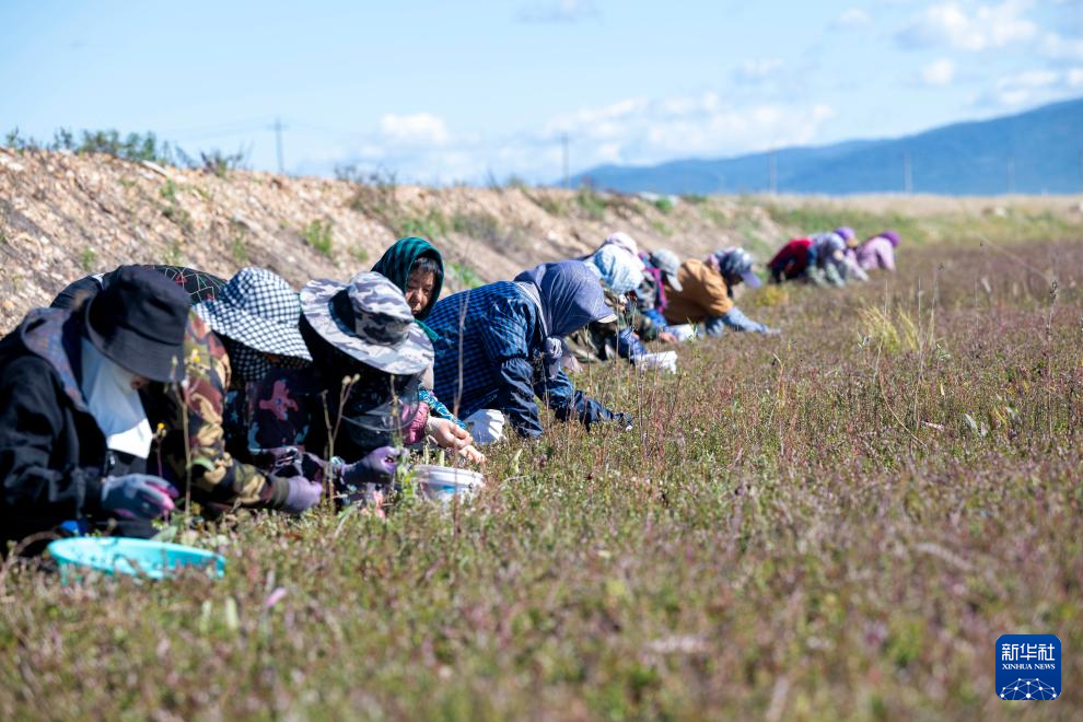抚远市蔓越莓种植基地迎来采收季