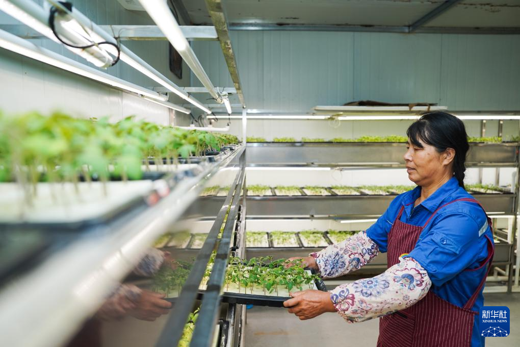“植物工厂”里看丰收智慧