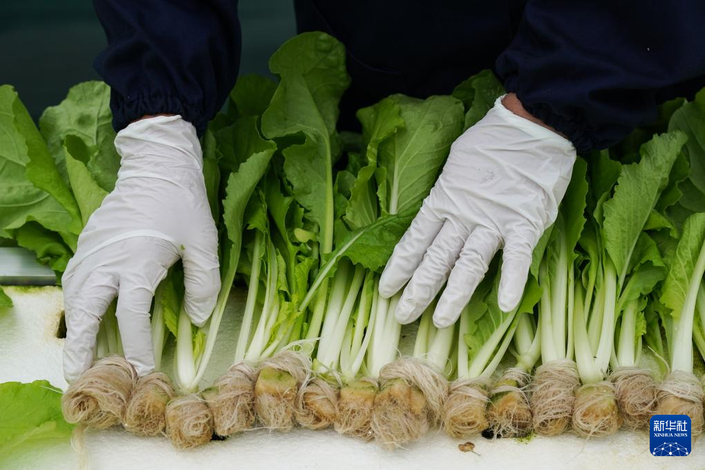 “植物工厂”里看丰收智慧