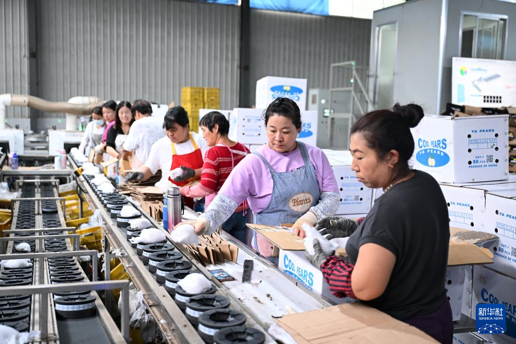 河北泊头：“鸭梨之乡”鲜梨丰收出口忙