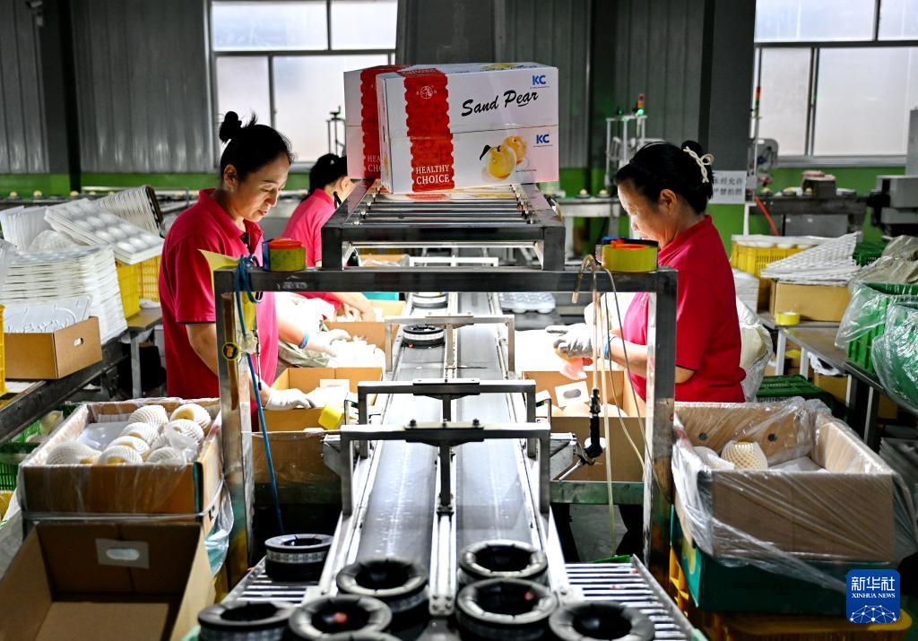 河北泊头：“鸭梨之乡”鲜梨丰收出口忙
