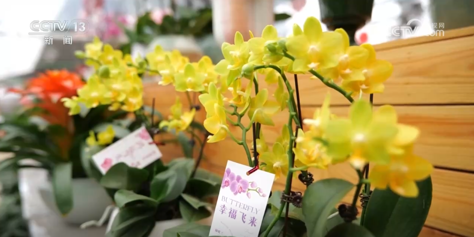 “果盘子”物丰量足、海鲜花卉购销火热 假日消费市场供需两旺活力足