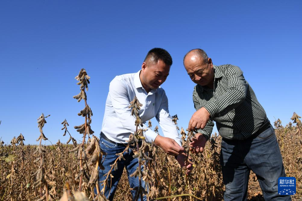 内蒙古扎赉特旗：“良种良法”助力大豆高产