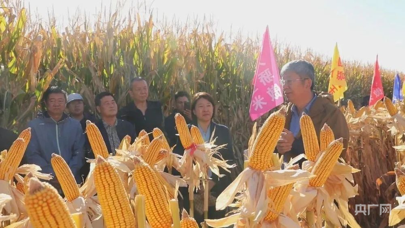 新质新造·兵团丨科技赋能 玉米单产再攀新高