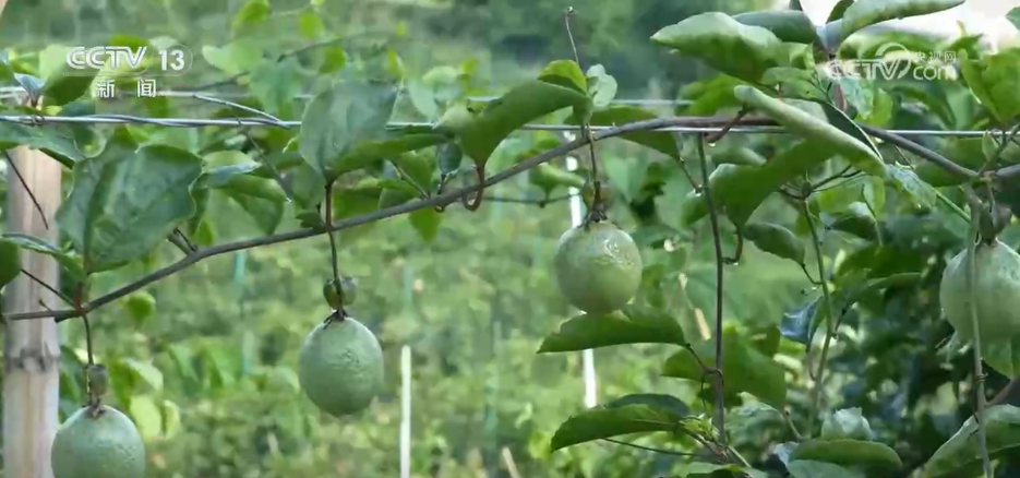 瓜果飘香、鱼蟹满舱，希望的田野处处是“丰”景！
