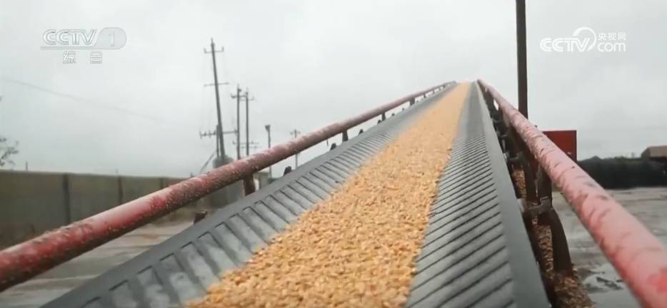 多地积极应对阴雨天气 力保秋粮丰产归仓