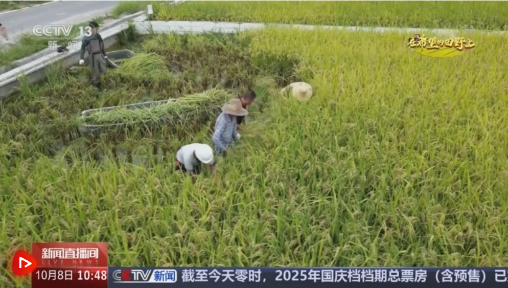 稻菽飘香、果实累累 希望的田野上唱响金秋丰收“欢歌”