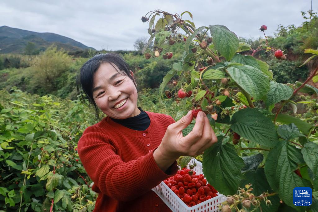 甘肃宕昌：种植红树莓助农增收