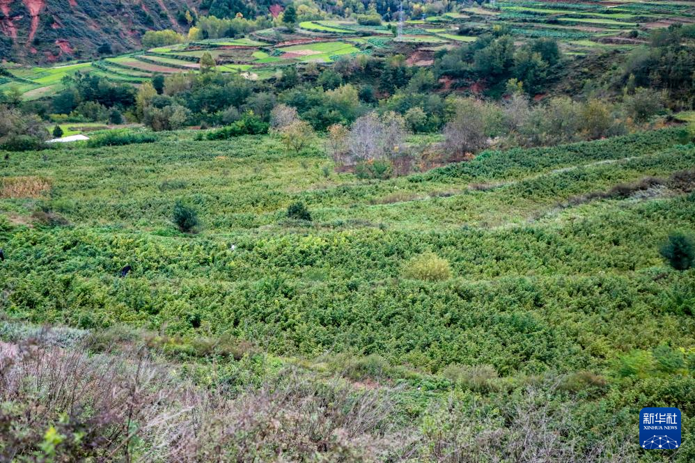 甘肃宕昌：种植红树莓助农增收