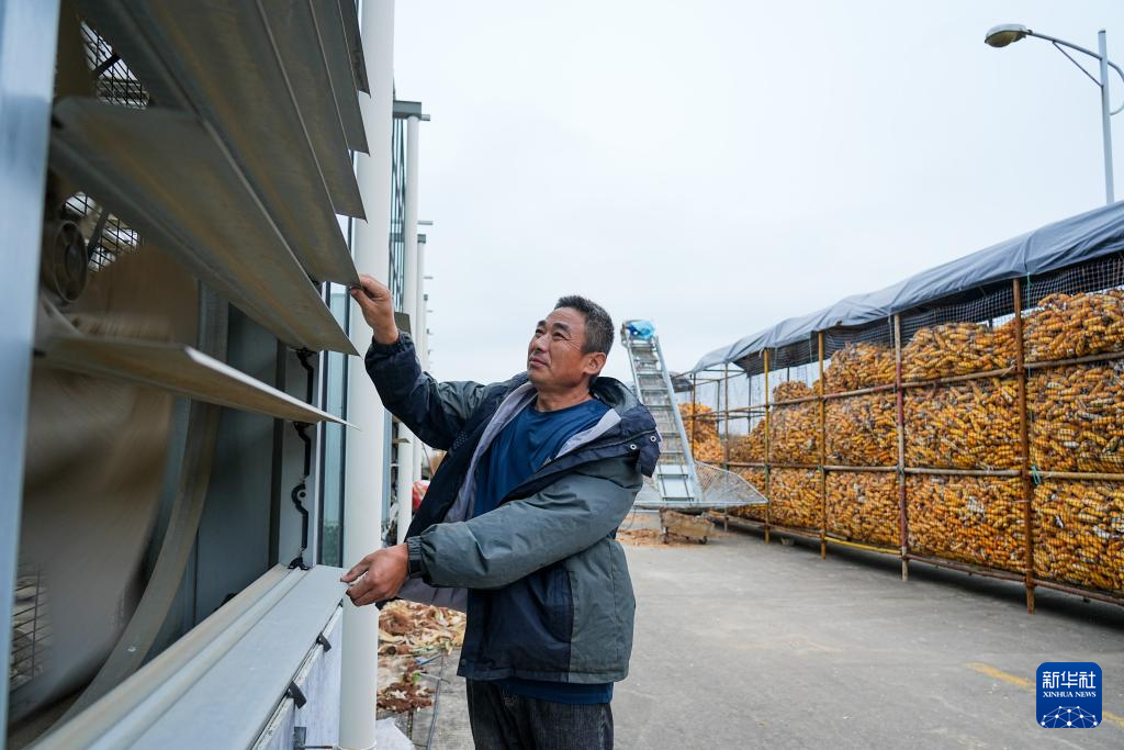 山东沂南：多措并举抢收玉米
