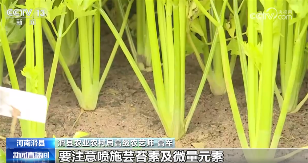 “多点发力”全力保障居民“菜篮子”供应 冬储菜价格亲民受欢迎